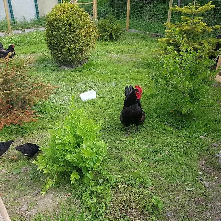 Cafe Hausnordlicht - 2 アパート *